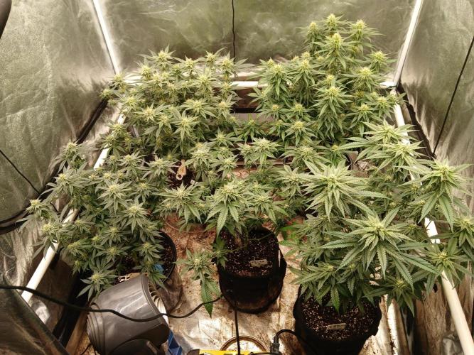 Quikz. Week 11