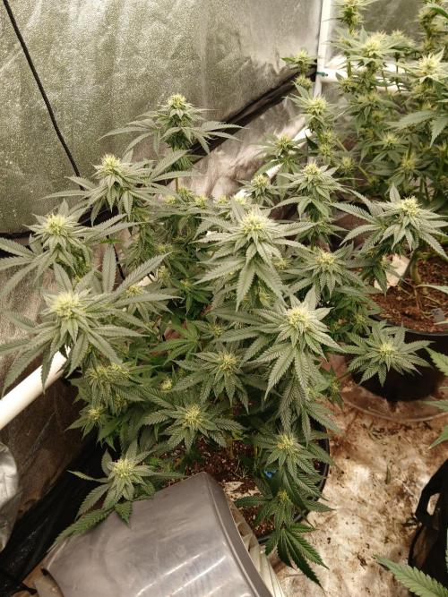 Quikz. Week 11