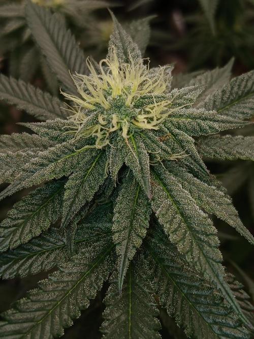 Quikz. Week 11