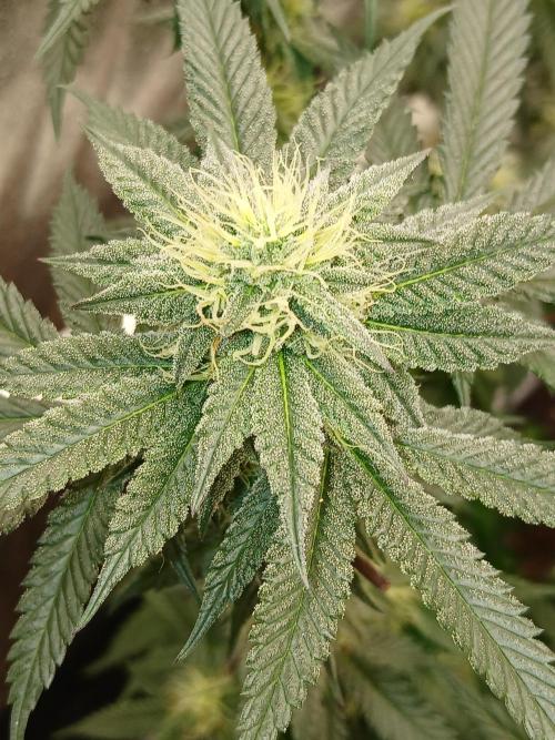 Quikz. Week 11