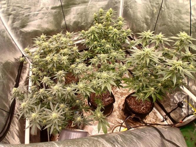 Quikz. Week 11