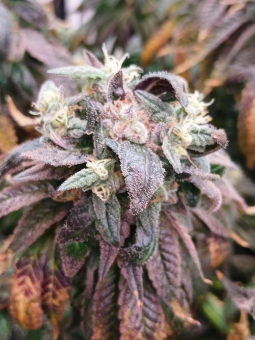 2 B Blunt. Week 15