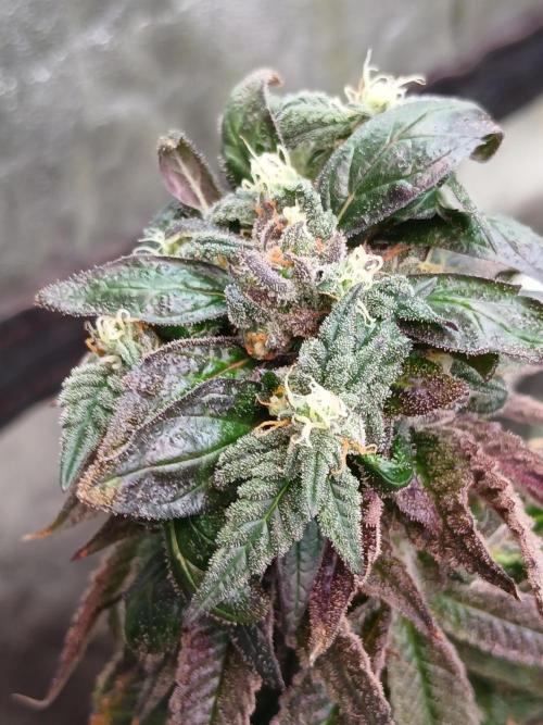 2 B Blunt. Week 15