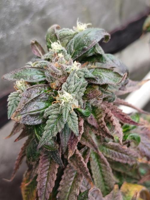 2 B Blunt. Week 15