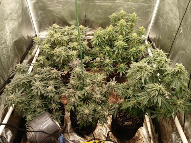 Quikz. Week 12
