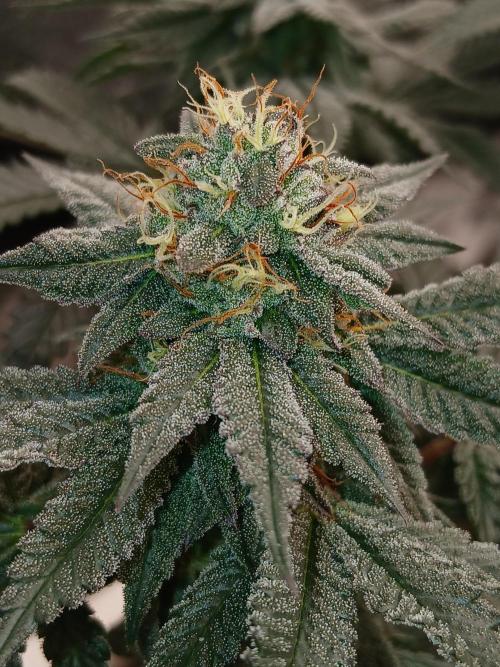 Quikz. Week 12