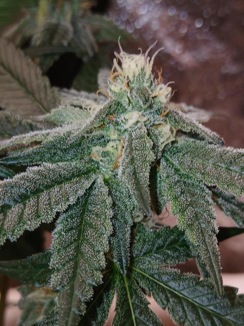 Quikz. Week 12