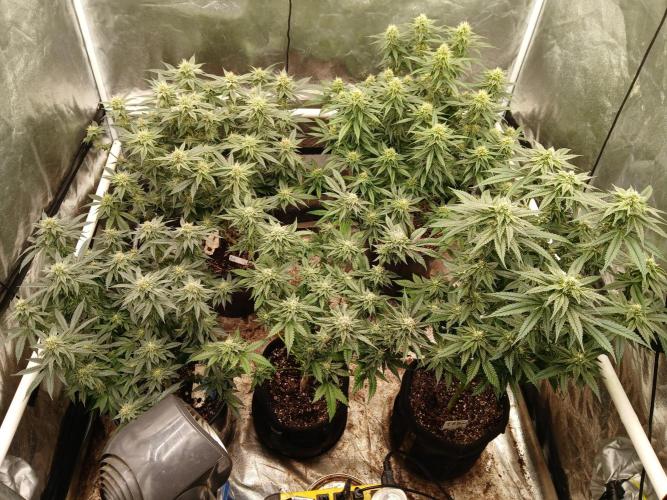 Quikz. Week 13