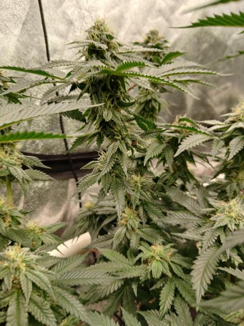 Quikz. Week 13