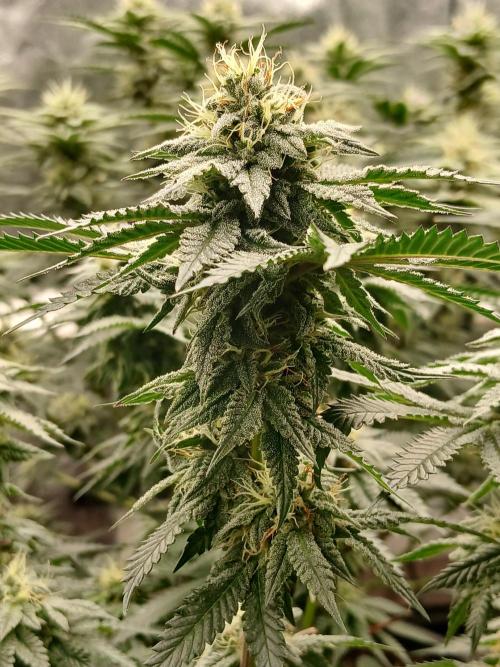 Quikz. Week 13