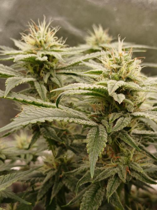 Quikz. Week 13