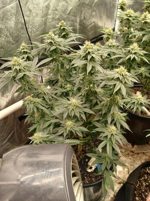 Quikz. Week 13