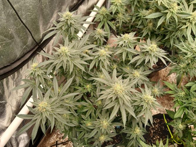 Quikz. Week 13