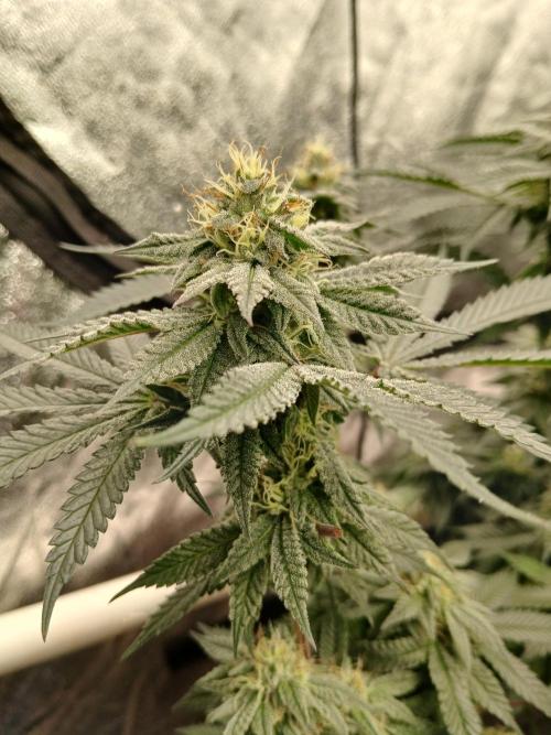 Quikz. Week 13
