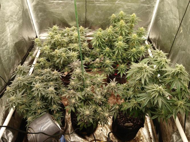 Quikz. Week 13
