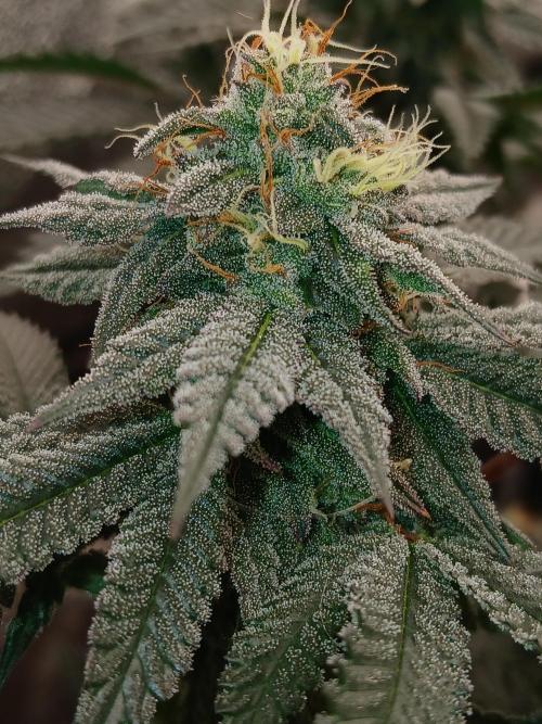 Quikz. Week 13