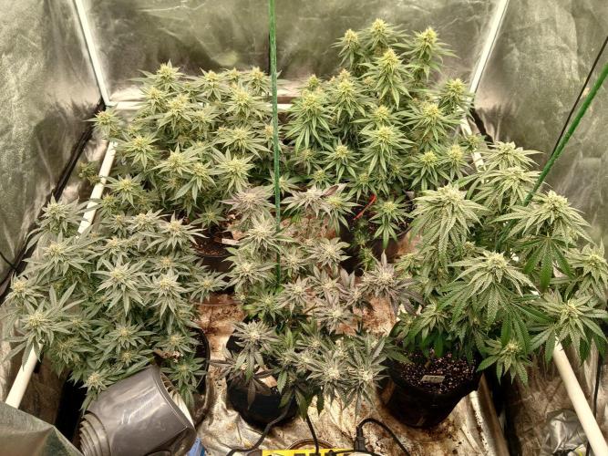 Quikz. Week 13