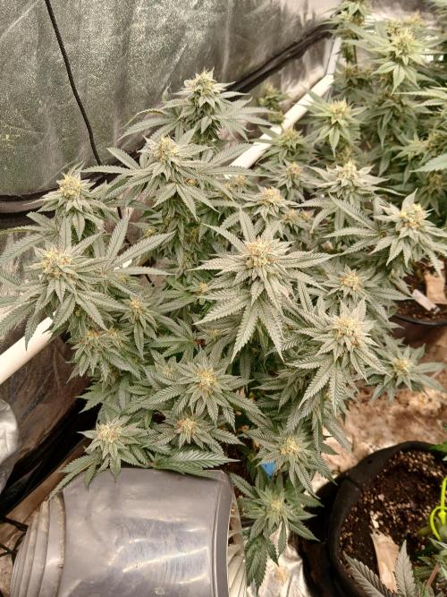 Quikz. Week 13