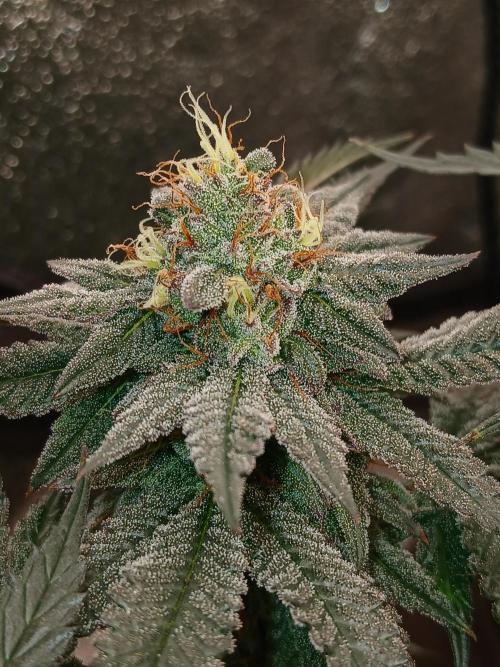 Quikz. Week 13