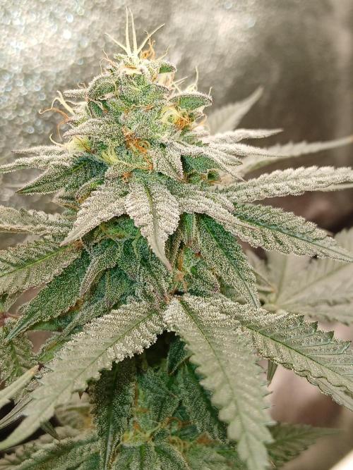 Quikz. Week 13