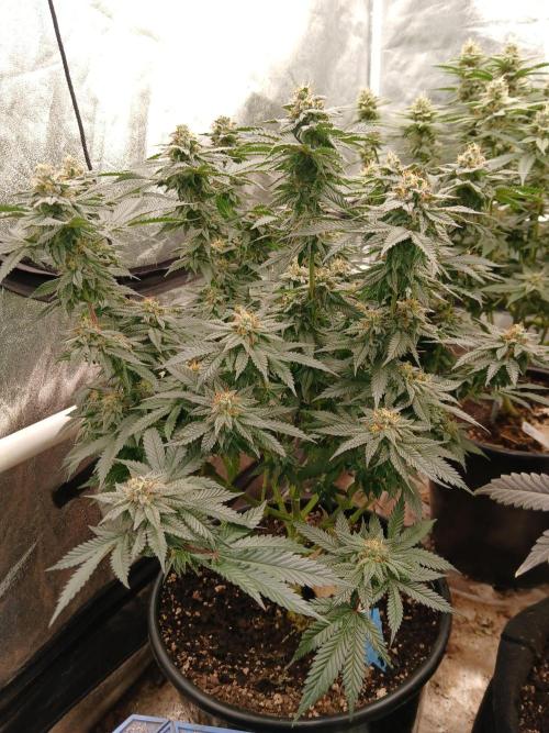 Quikz. Week 13