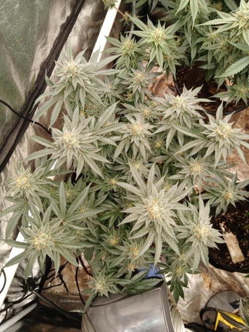 Quikz. Week 13