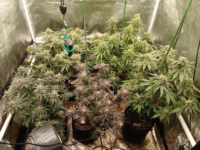 Quikz. Week 13