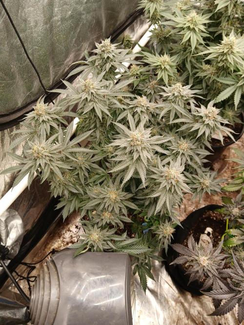 Quikz. Week 13