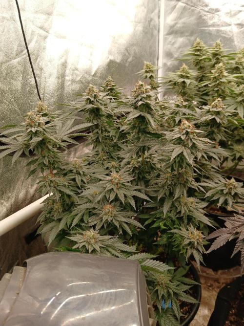 Quikz. Week 13