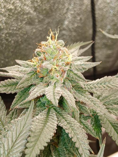 Quikz. Week 13