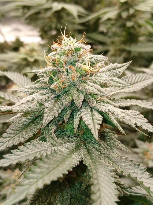 Quikz. Week 13