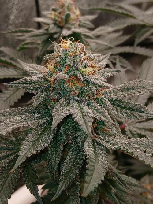 Quikz. Week 13