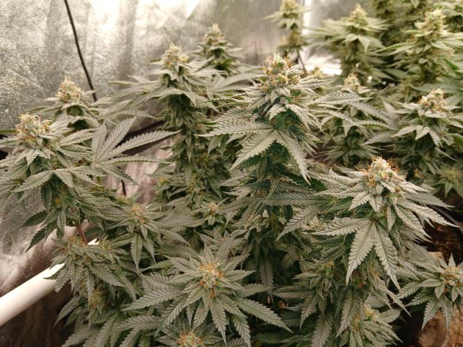 Quikz. Week 13