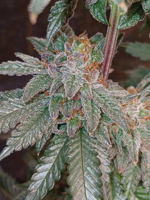 Quikz. Week 14