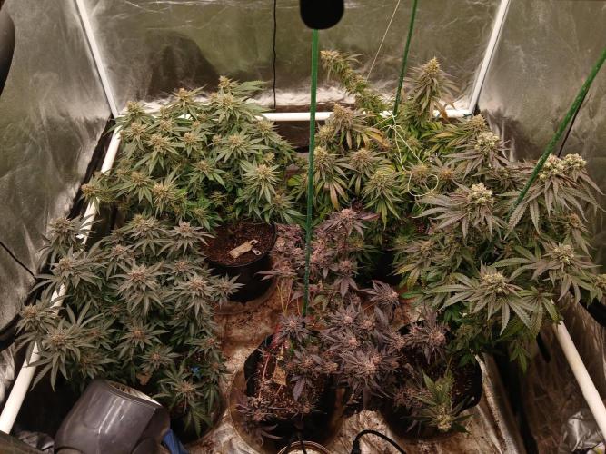 Quikz. Week 14