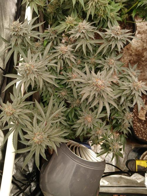 Quikz. Week 14