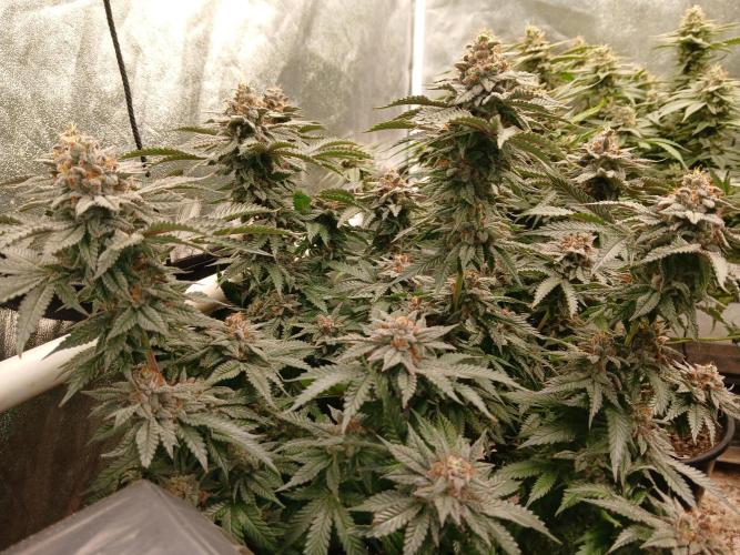 Quikz. Week 14