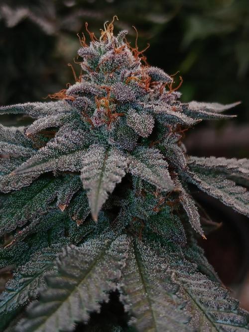 Quikz. Week 14