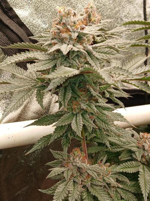 Quikz. Week 14