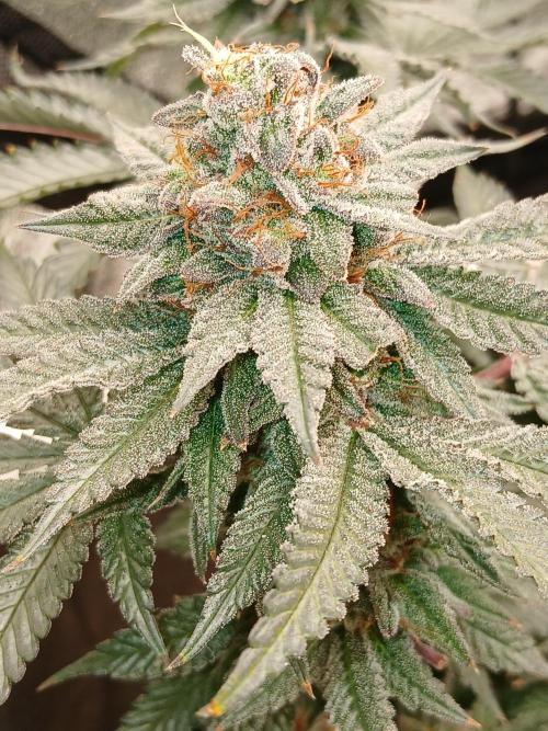 Quikz. Week 14
