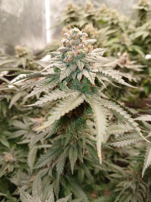 Quikz. Week 14