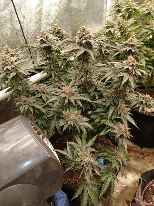 Quikz. Week 14