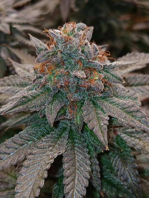Quikz. Week 15