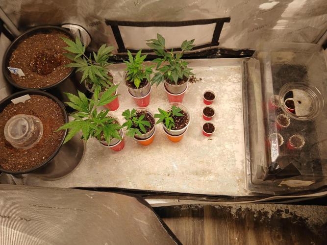 Gorilla Z auto. Week 0 - 2 pots on the left
