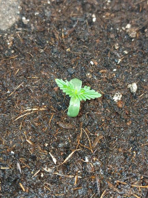 Gorilla Z auto. Week 1