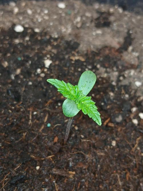 Gorilla Z auto. Week 1