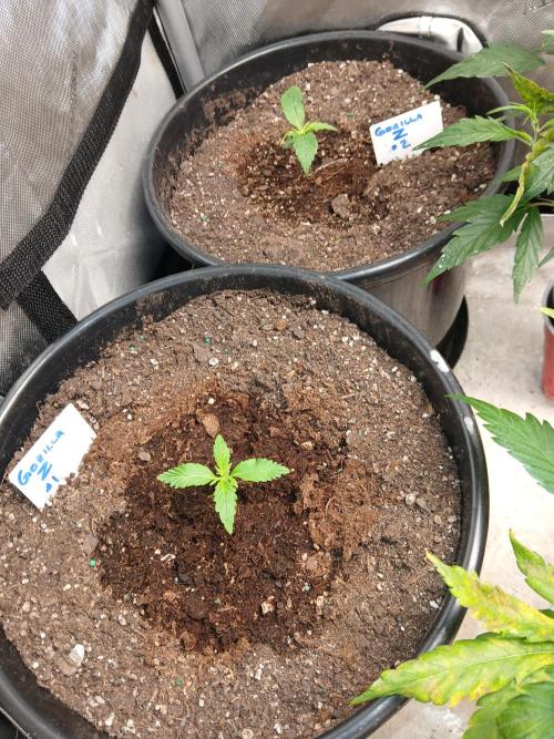 Gorilla Z auto. Week 2