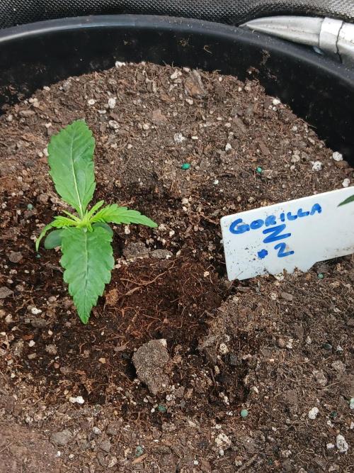 Gorilla Z auto. Week 2