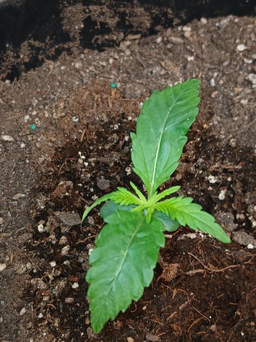 Gorilla Z auto. Week 2