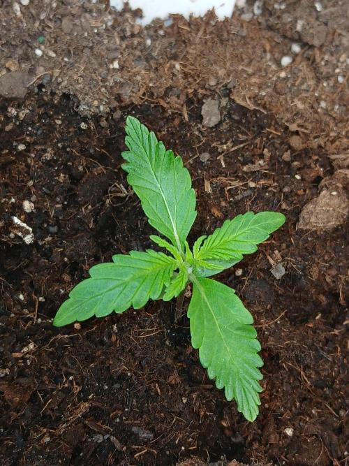 Gorilla Z auto. Week 2